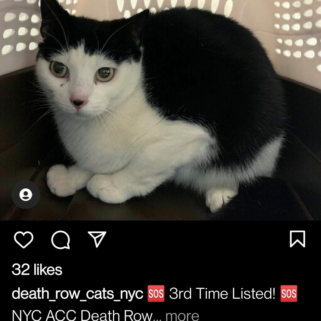 creates_sparkle's tweet photo. Pls stop scrolling 🛑 this cat is going to be euthanized if not adopted in New York! Pls rt &amp; tag cat lovers to share or if you know someone in New York 🙏 💔 https://t.co/goO9h3qAsj