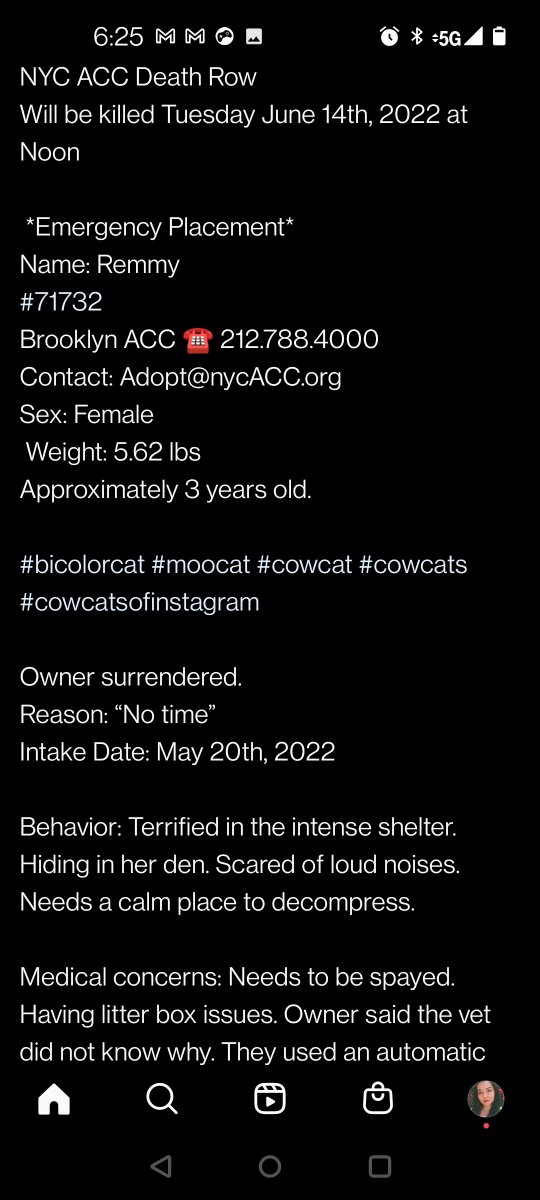 creates_sparkle's tweet photo. Pls stop scrolling 🛑 this cat is going to be euthanized if not adopted in New York! Pls rt &amp; tag cat lovers to share or if you know someone in New York 🙏 💔 https://t.co/goO9h3qAsj