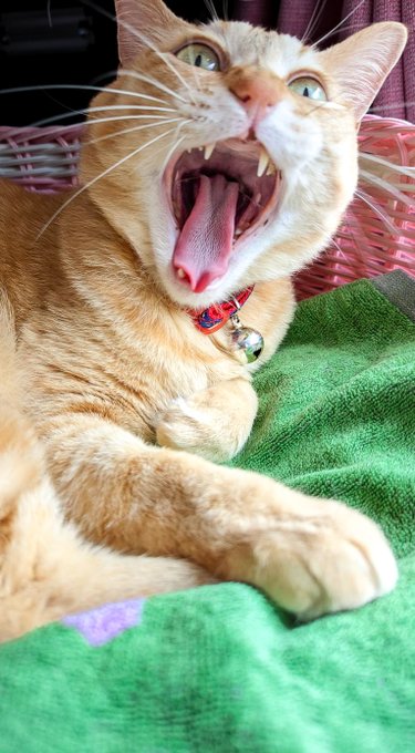 暮らしのtwitterイラスト検索結果