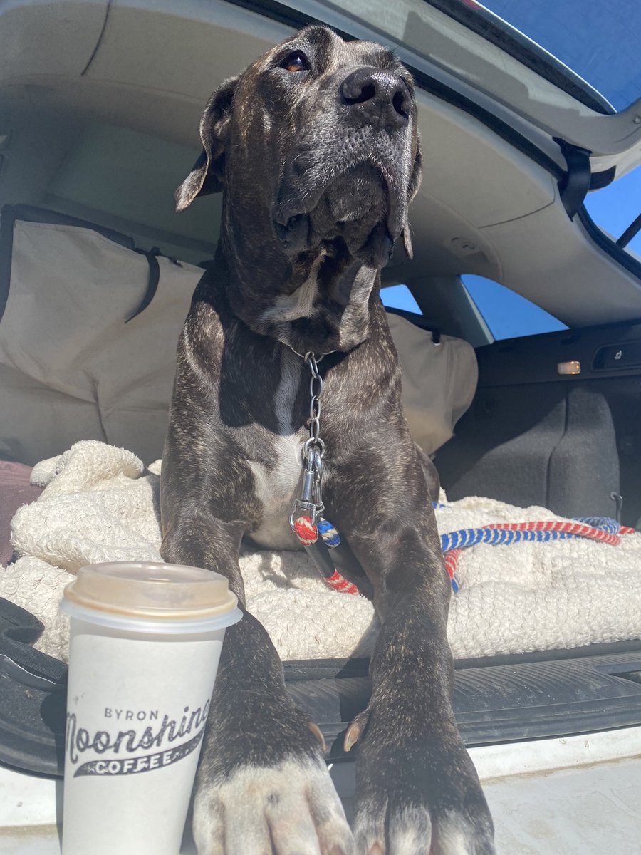 kickandcherry's tweet photo. Having a day off today☕️🐶⚽️
#moonshinecoffee is Mummy’s favorite coffee place☺️

#ubereats配達員 #ubereatsbyronbay #byronbay #australia #TheUberEatsGuy #kickandcherry #dayoff https://t.co/xHEtlFUnKr