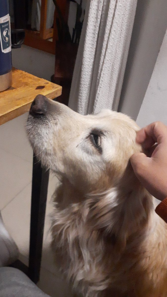 angelreynosoo's tweet photo. dios a alguien le esta faltando este hermoso en su casa y no se estaría dando cuenta, compartan, lo encontré en coronel hereñu y san Antonio https://t.co/HsJVEwAoF7