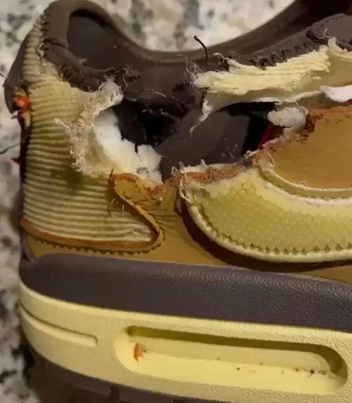 SneakerNews's tweet photo. You finally get a W and your dog does this... What are you doing? https://t.co/PYMrHLFKKo