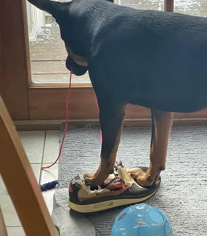 SneakerNews's tweet photo. You finally get a W and your dog does this... What are you doing? https://t.co/PYMrHLFKKo
