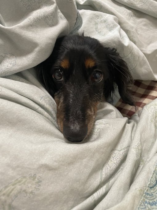 ひょっこりダックス 