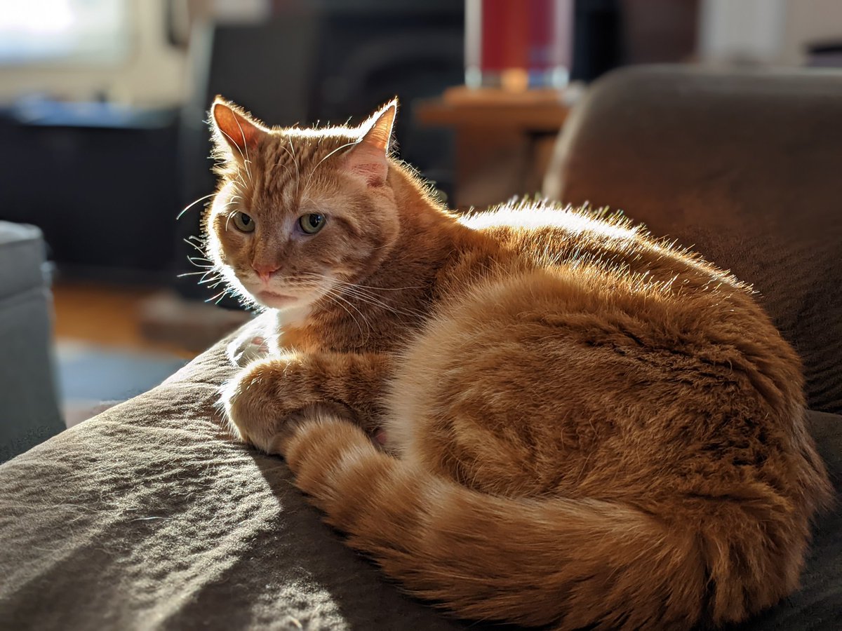 srfreddo's tweet photo. @ellle_em Golden hour golden boi https://t.co/WFDwiDmjUc