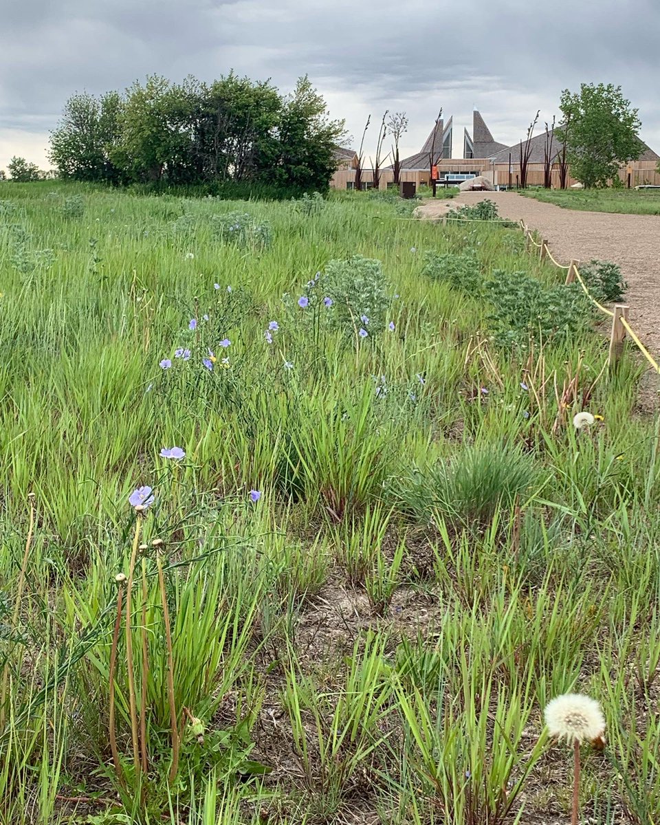 mspetersteach's tweet photo. We walked were people walked over 6,000 ago. Older than the pyramids. @Wanuskewin_Park @FulbrightTeach #exchangeourworld https://t.co/heBBJFgiew