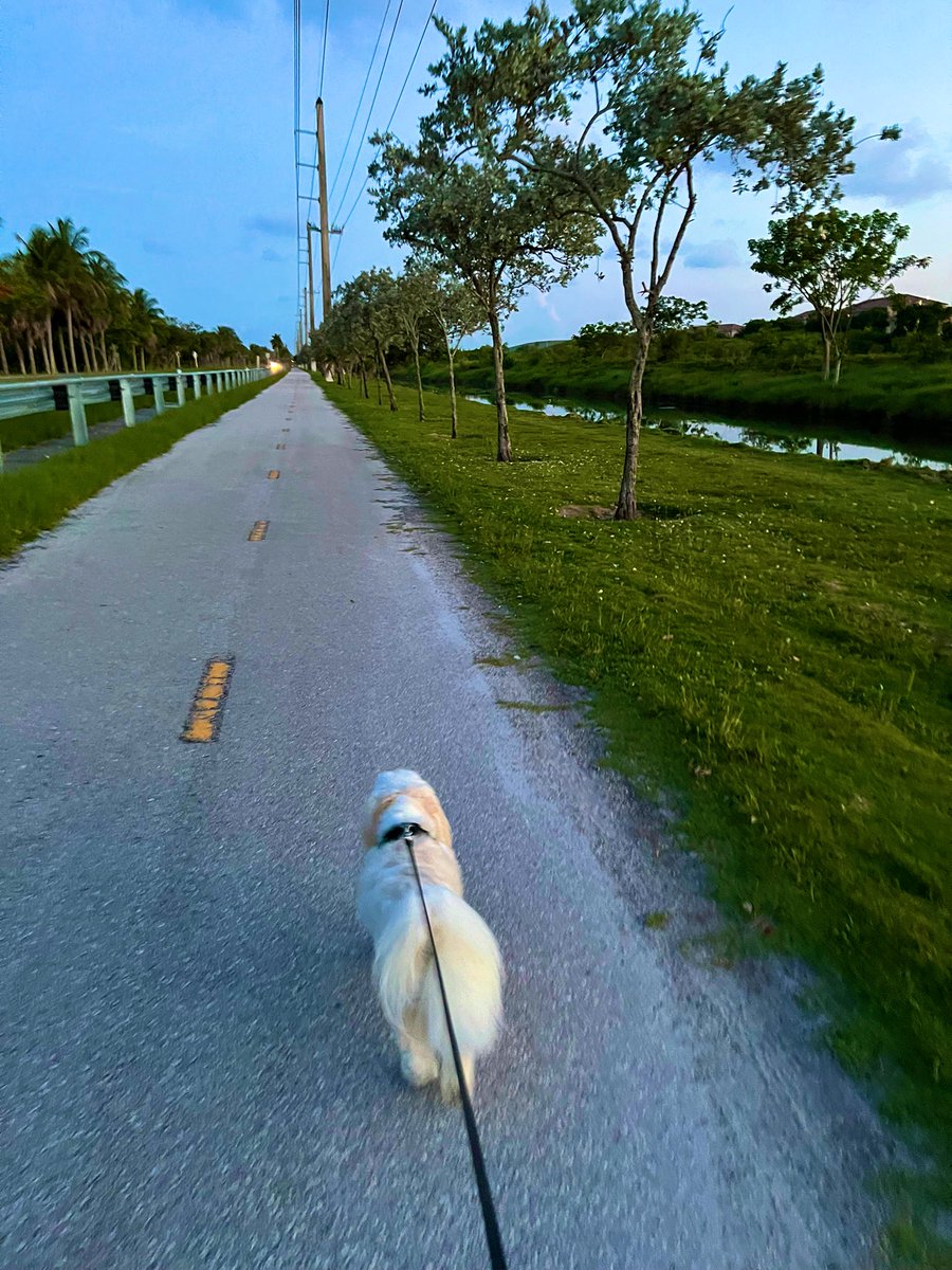 Sadielicious11's tweet photo. #ZSHQ Summer evening patrol!!  This area is usually crawling with all sorts of zombies 🐊🦎 🦆 🐈‍⬛ 🦀 But I’m happy to report, all is clear!!  @WestieBiscuit @maddiemartin @SnowballPierre @CamTheBoston @peemail https://t.co/BvEwp0H1jD