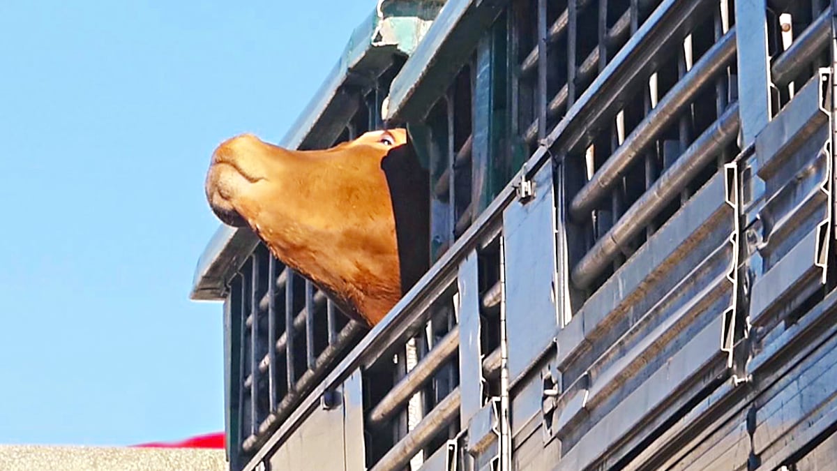 gruntvegan's tweet image. Most humans grew up eating #meat, #dairy + #eggs.

But we now know the hell animals endure in AnimalAg, only worse with factory farms + high speed killing lines.

This cow, en route to slaughter is sentient, fully aware.

If you wouldn't kill this cow, why pay someone else to.