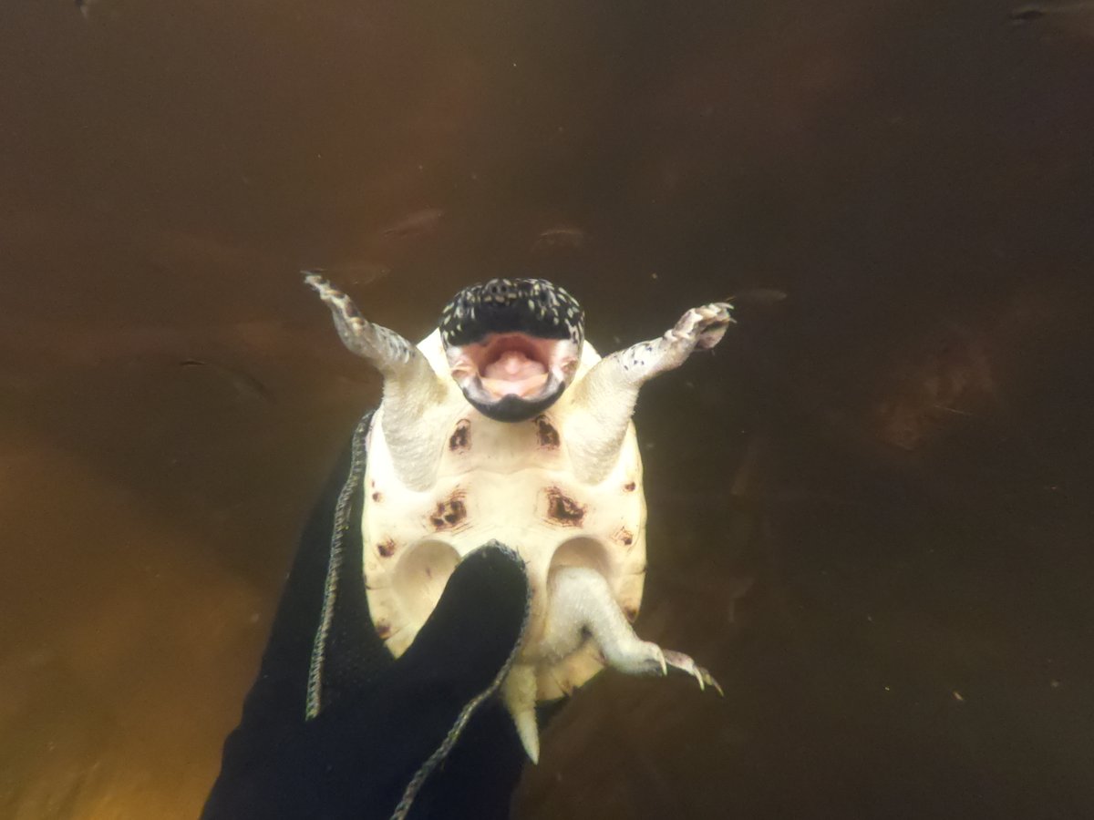 donaldmcknight2's tweet photo. After 1.5 years, I am finally on my way back to #Belize to help with ongoing #turtle #conservation #research. #SaveTheTurtles #SaveTheHicatee (the photos is a young Staurotypus triporcatus) https://t.co/h09kpsP7W7