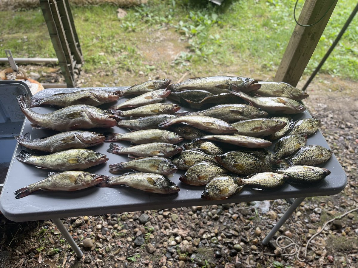 TimFull10463925's tweet photo. Two days of fishing. 40 bass, 17 crappies. #fishing  #topwater #yumlures #BlessedAndGrateful #outdoors #fishinglife https://t.co/nh3IsOrnBS