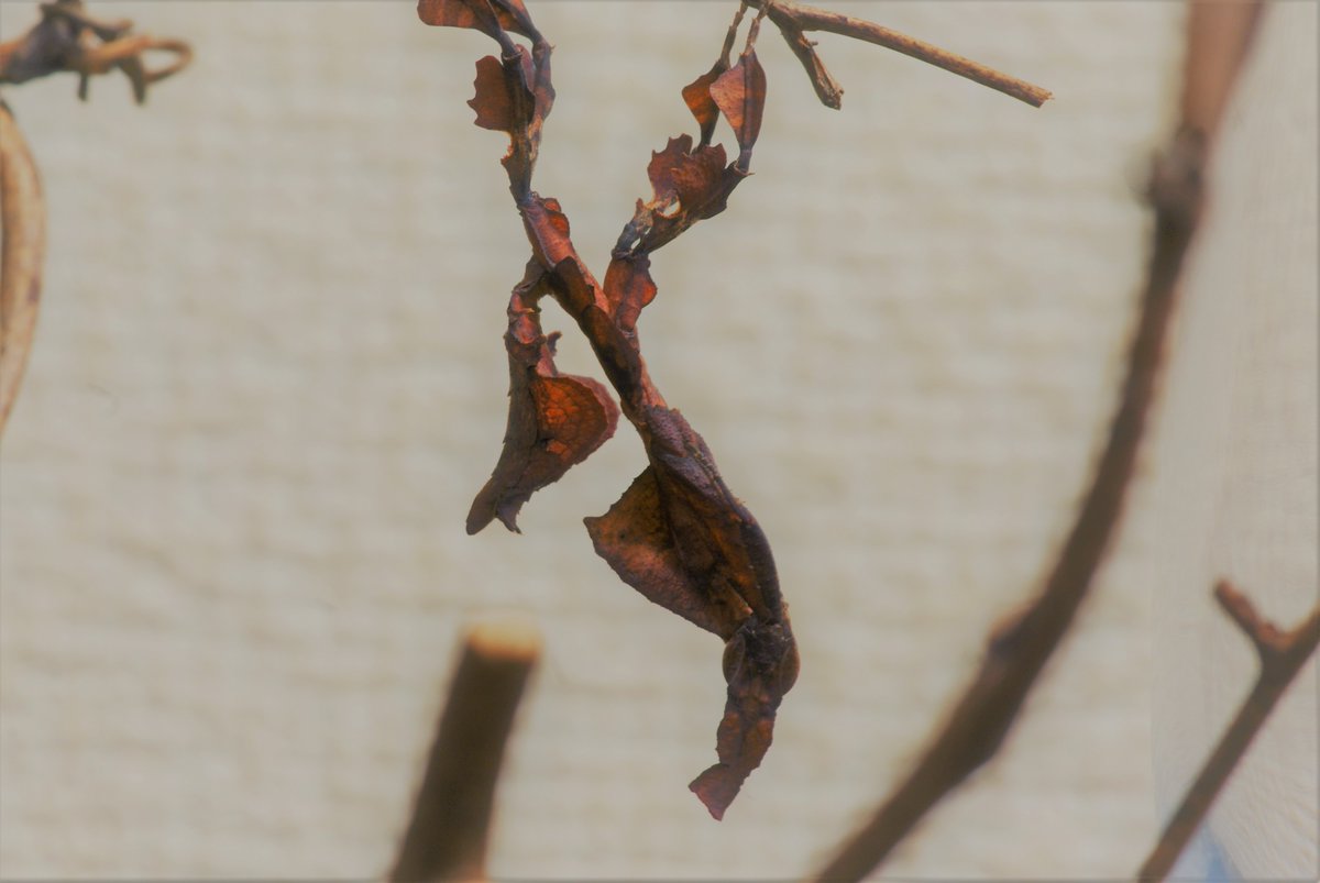 kamadouma5's tweet photo. 脱皮してた
適当に飼ってるほうがうまくいく気がする
#Phyllocrania #カマキリ https://t.co/nSrUtVAiHW