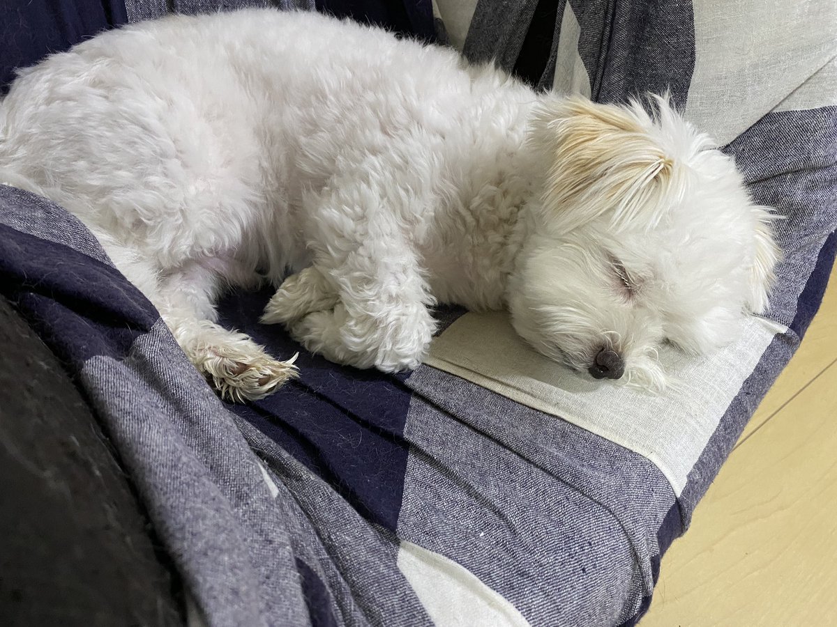 眠い💤
#いぬ 
#いぬのきもち 
#マルチーズ