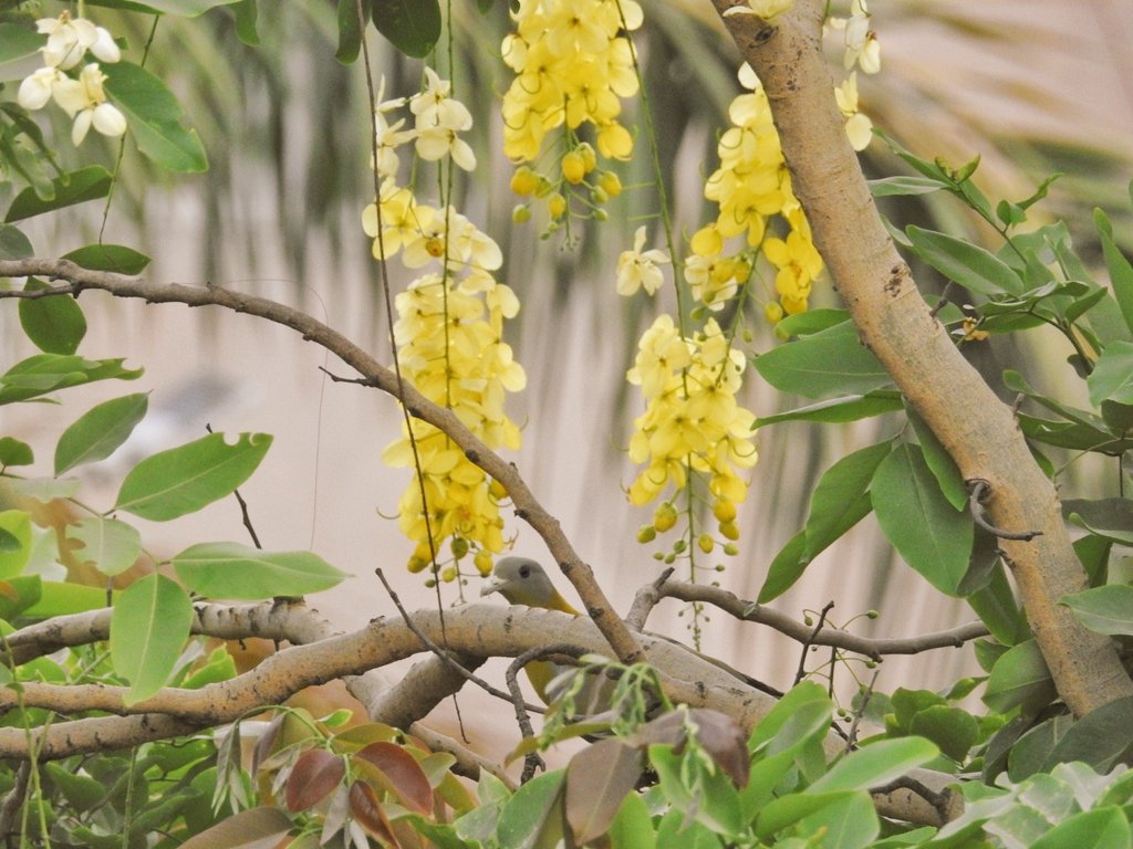 Yellow-footed green pigeon. 🐥