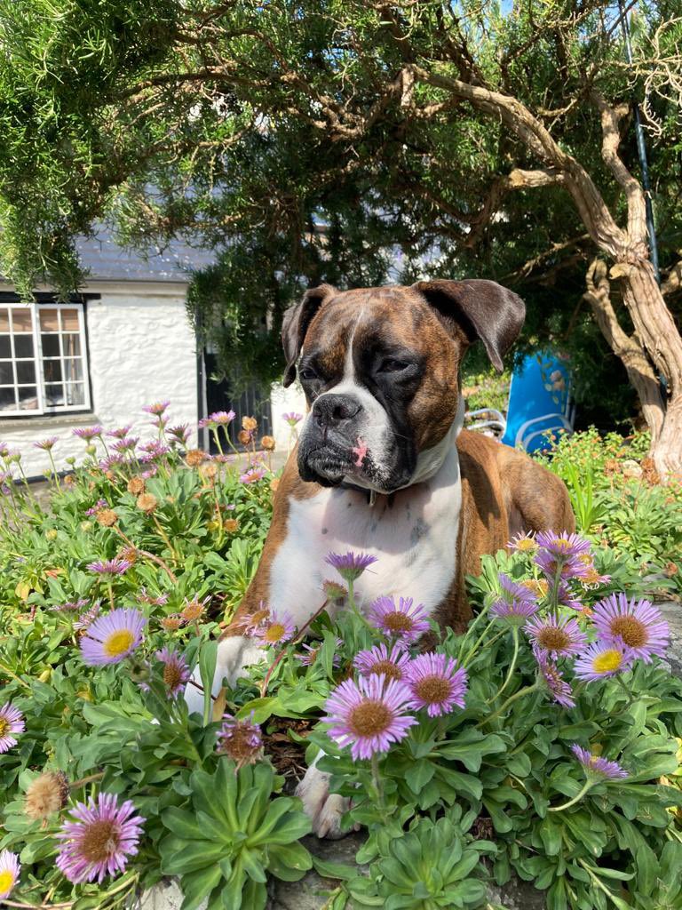 tphxausenal's tweet photo. can we please restart the #DogsForChristen and get it trending π https://t.co/DjwJ6OYn0C