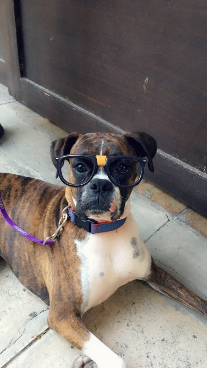 tphxausenal's tweet photo. can we please restart the #DogsForChristen and get it trending π https://t.co/DjwJ6OYn0C