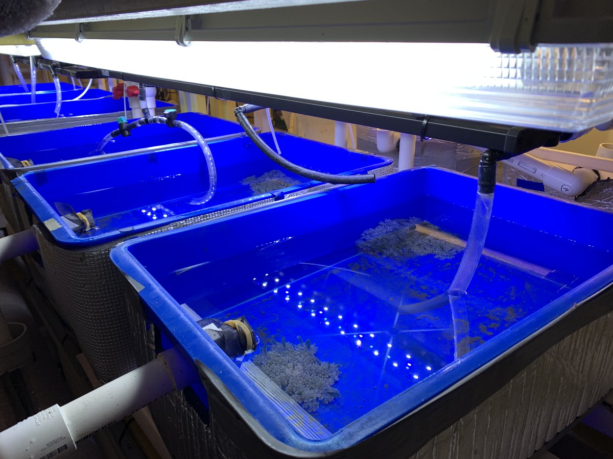 New paper out! We test the physiological response of Cassiopea to winter temperatures in temperate Lake Macquarie, NSW♨️ 
Check out the manuscript 👉🏼 authors.elsevier.com/a/1fDk451aUjabZ
<a href="/Sydney_Uni/">University of Sydney</a> <a href="/AustmusResearch/">AMRI</a> @SydneyMarine
