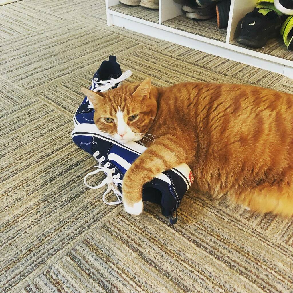 drparrsays's tweet photo. Sneakerhead.
#kellycat https://t.co/G7lVpZkNva https://t.co/t96F2g5HhD