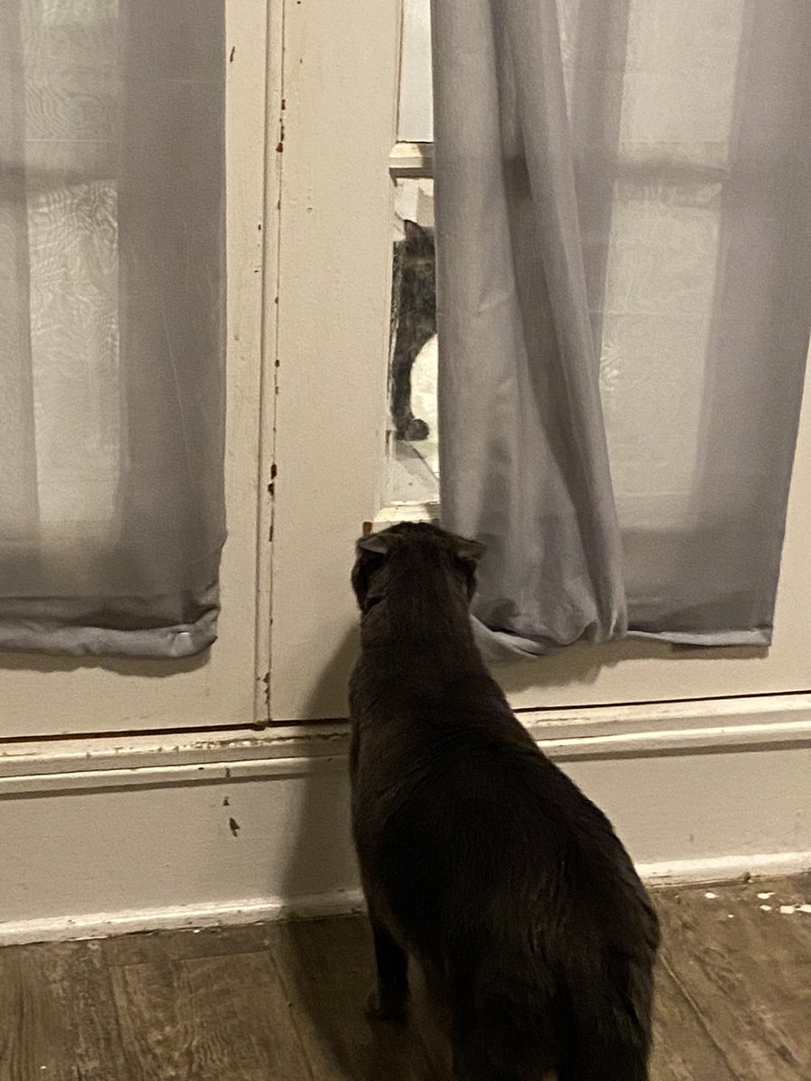 otisthecat69's tweet photo. who ???? https://t.co/wpnf72cW3n