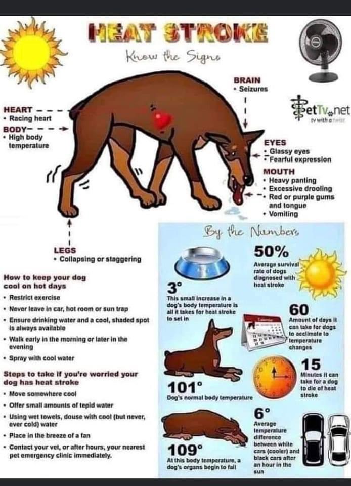 WigglesLarue's tweet photo. Da Wiggles haz swome twips fur pawrents dis swummer. Pwease no weaves doggos owside in hweat or weave us in da cwar. We culd dwie 😳. #heatstrokeisnojoke #thankyoufurlistening #dogsoftwitter #goforWiggles #StayHydrated #icecreamtoo #thankyou https://t.co/Jzicsy4DYh