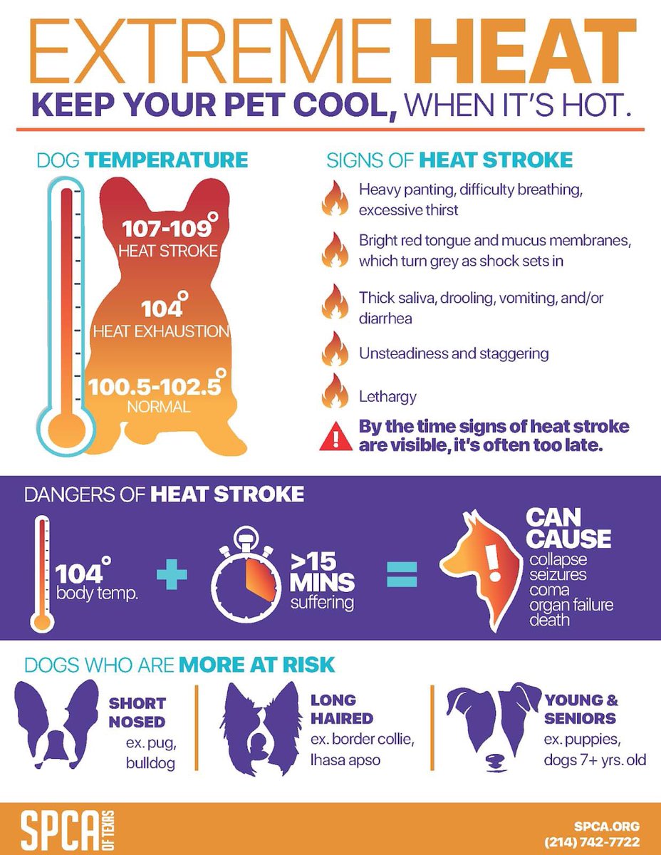 WigglesLarue's tweet photo. Da Wiggles haz swome twips fur pawrents dis swummer. Pwease no weaves doggos owside in hweat or weave us in da cwar. We culd dwie 😳. #heatstrokeisnojoke #thankyoufurlistening #dogsoftwitter #goforWiggles #StayHydrated #icecreamtoo #thankyou https://t.co/Jzicsy4DYh