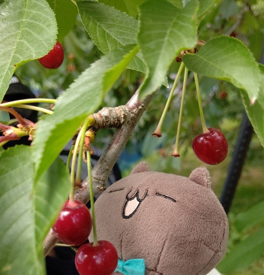 ホワイト系 海外限定 うさぎのさくらんぼ狩り アート 写真 日用品 インテリアホワイト系 17 698 Coway Dk ホワイト系 海外限定 うさぎのさくらんぼ狩り アート 写真 日用品 インテリアホワイト系 17 698 Coway Dk