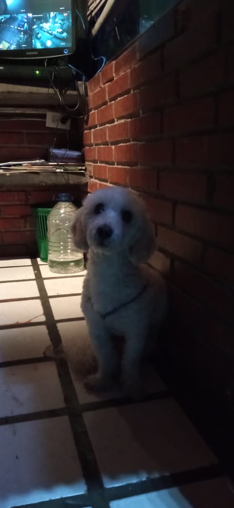 yaracalcagno's tweet photo. Este perrito fue encontrado hace un momento y se supone que es un poodlede terrazas del club Hipico que llevaba días extraviado, por favor difundir la información para que lo busquen en la garita 2 de la Ciudadela. https://t.co/yEXIVblcHA