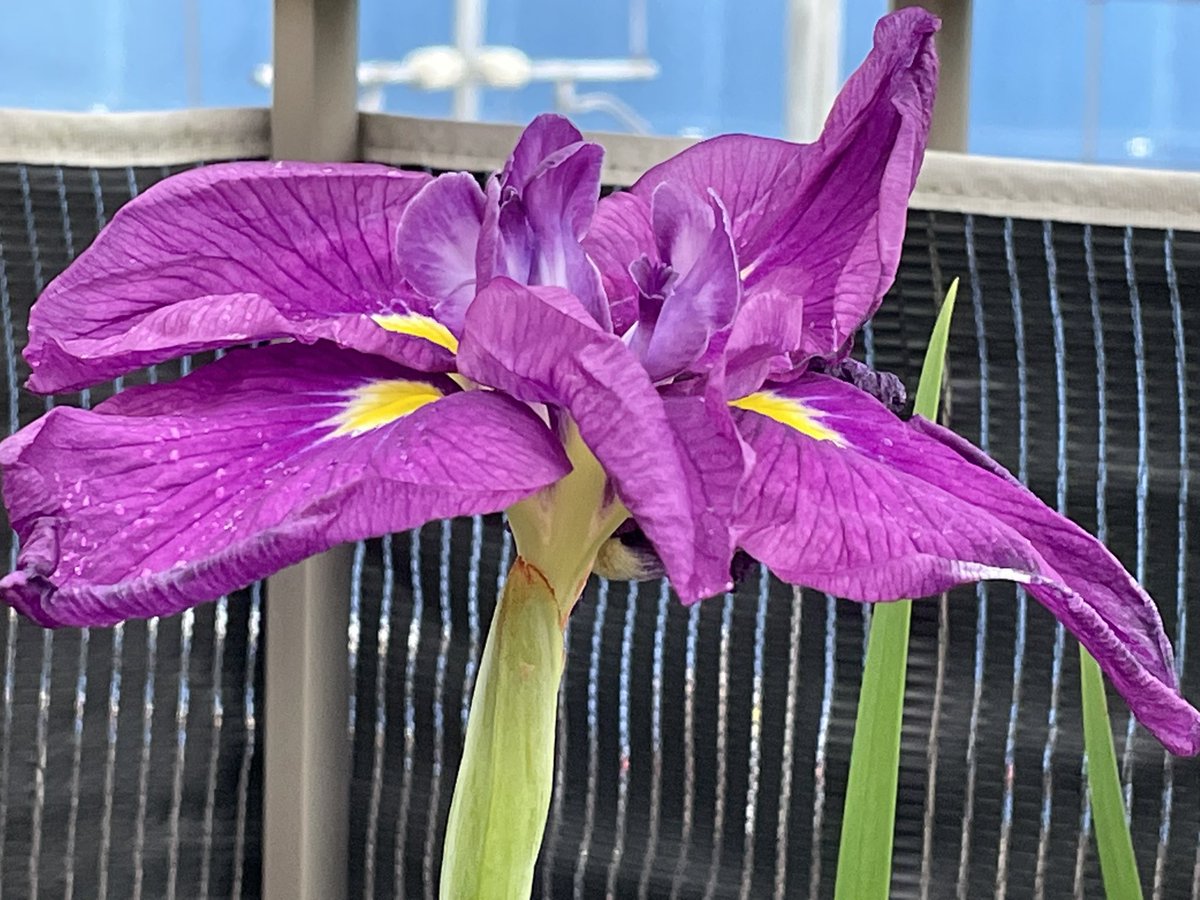 mekemaro's tweet photo. 屋上の花菖蒲が咲きました。 https://t.co/WNbxntwovd