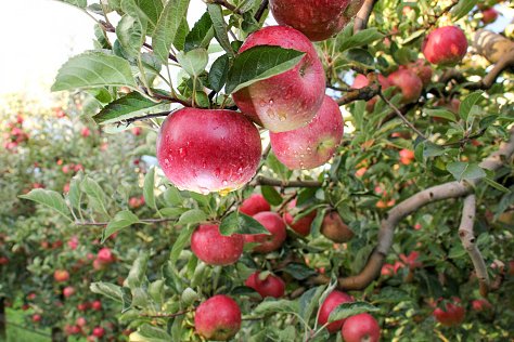 What's new with the <a href="/Apple/">Apple</a> IT certification program? Ed Tittel checks in: gocertify.com/articles/apple…