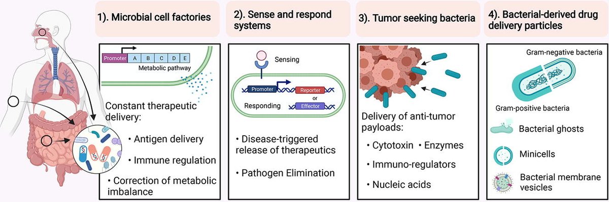 nus_syncti's tweet photo. Transforming #bacteria from foe to friend ๐ฆ Synthetic biologists are engineering bacteria to produce and deliver drugs, act as sense-and-respond systems, and more!
Read all about engineered therapeutic #microbialsystems in this review: https://t.co/pEDwuxMrMQ https://t.co/IrIycf9afV