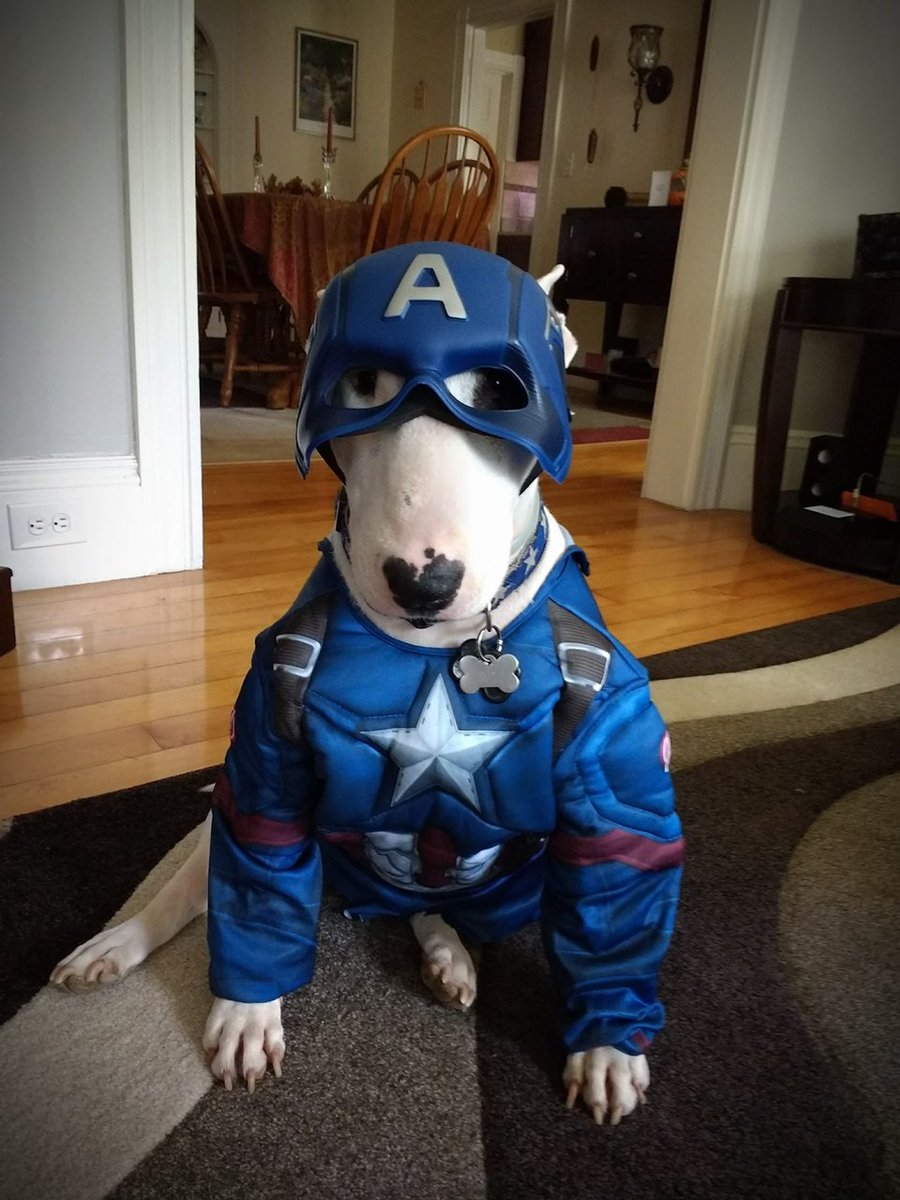 rexthetvterrier's tweet photo. #HappyBirthdayChrisEvans .  I'm your biggest 4 legged fan ❤️ https://t.co/njJL8siFjk