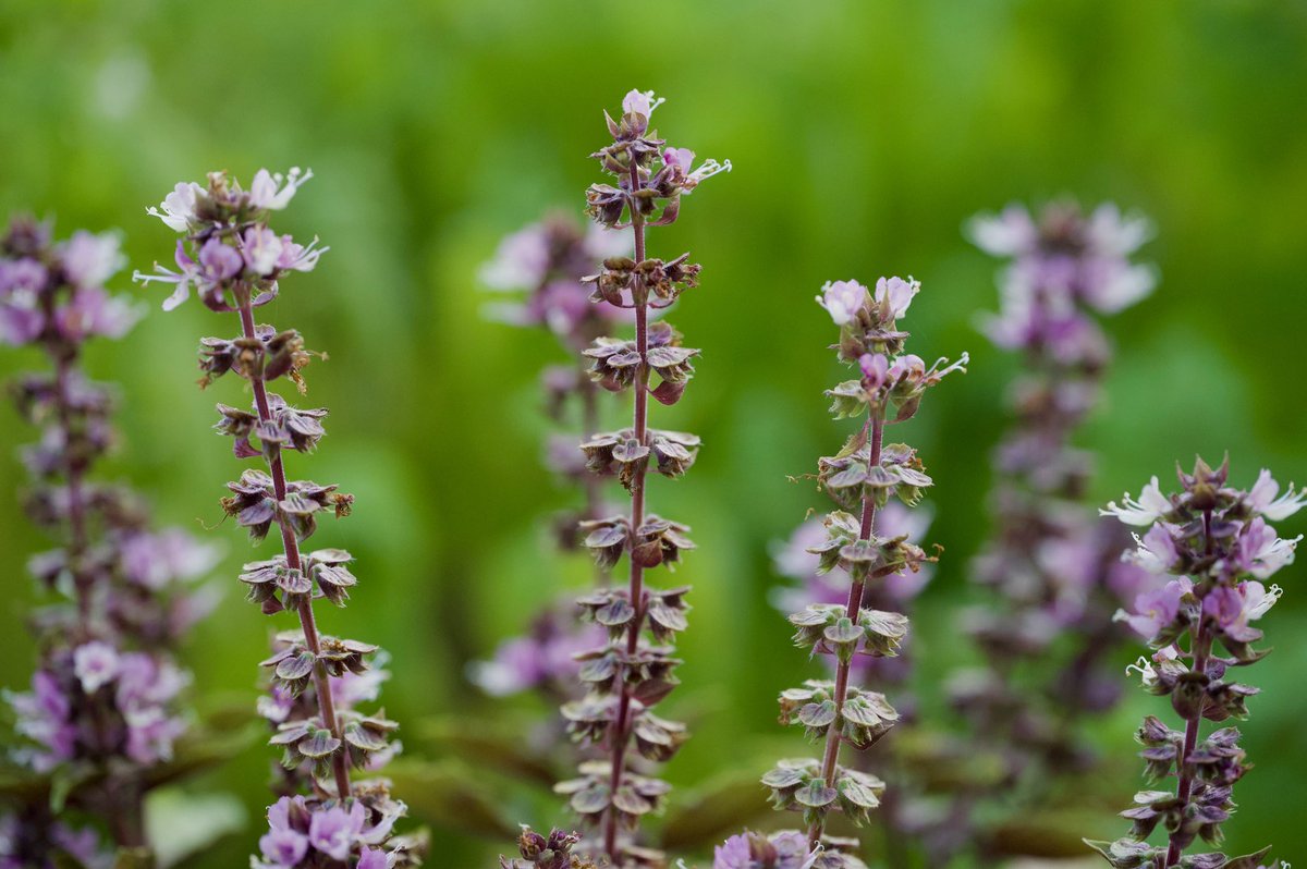 VaNiPaLeTi's tweet photo. 🌿Purple basil ~Ocimum basilicum purpurascens
Planter grown purple basil 🥰
#planter2table
#herbs
#culinarymedicine
#acgfoodies
#Photography
#macrophotography
#Nikon @NikonUSA https://t.co/o8PaHq6wMJ