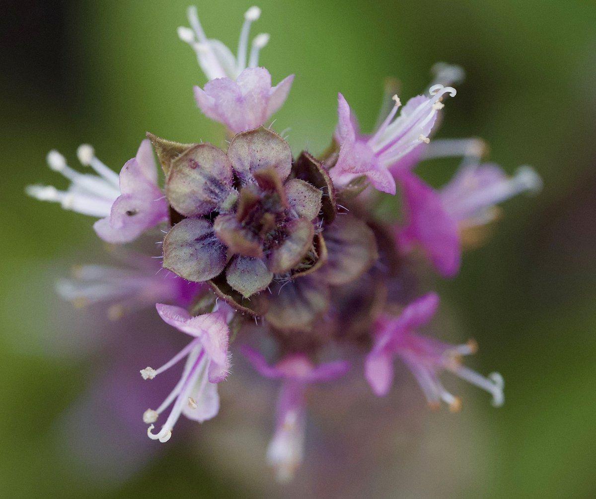 VaNiPaLeTi's tweet photo. 🌿Purple basil ~Ocimum basilicum purpurascens
Planter grown purple basil 🥰
#planter2table
#herbs
#culinarymedicine
#acgfoodies
#Photography
#macrophotography
#Nikon @NikonUSA https://t.co/o8PaHq6wMJ