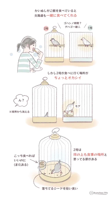 かいぬしがご飯を食べると一緒に食べてくれる優しい文鳥達だけれど、2号は食べに行く場所を間違えている
#文鳥
#bunchoslife 