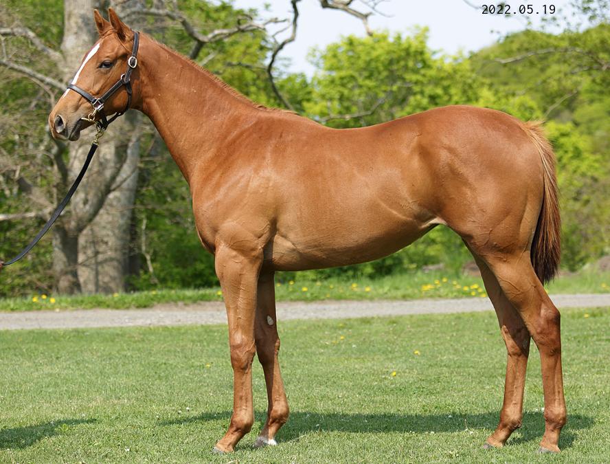 fujiko_r_fujiko's tweet photo. Selection Sale 2022
Lot:75
Chestnut Filly
Foaled February 13,2021
Henny Hughes(USA) - Alma Flora(JPN) by Heart's Cry(JPN)

#HBAセレクションセール2022
#セレクションセール2022上場馬
#上場馬紹介2022
#lot75
#ヘニーヒューズ産駒
#アルマフローラ2021 https://t.co/UsT5jdu2aj