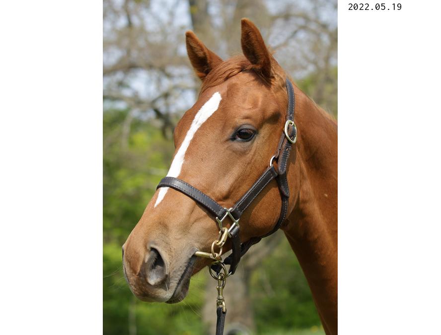 fujiko_r_fujiko's tweet photo. Selection Sale 2022
Lot:75
Chestnut Filly
Foaled February 13,2021
Henny Hughes(USA) - Alma Flora(JPN) by Heart's Cry(JPN)

#HBAセレクションセール2022
#セレクションセール2022上場馬
#上場馬紹介2022
#lot75
#ヘニーヒューズ産駒
#アルマフローラ2021 https://t.co/UsT5jdu2aj