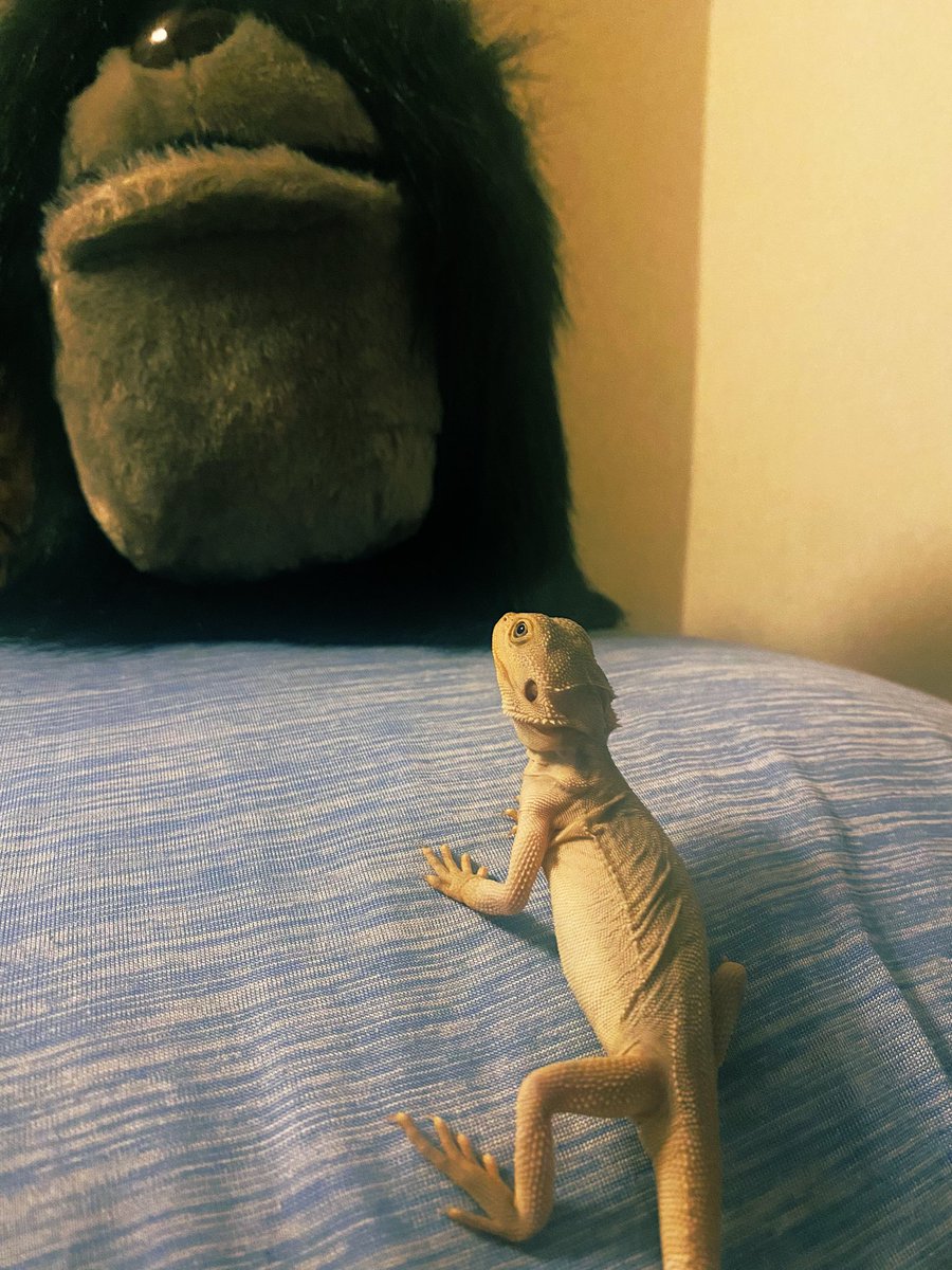 tsuyoshisatoru's tweet photo. オハヨウ。こいつのおかげで少し早起きできるようになった。
#今日の恐竜君
#ハイポゼロ
#フトアゴヒゲトカゲ
#beareded
#dragon https://t.co/4vVuViQ6kV