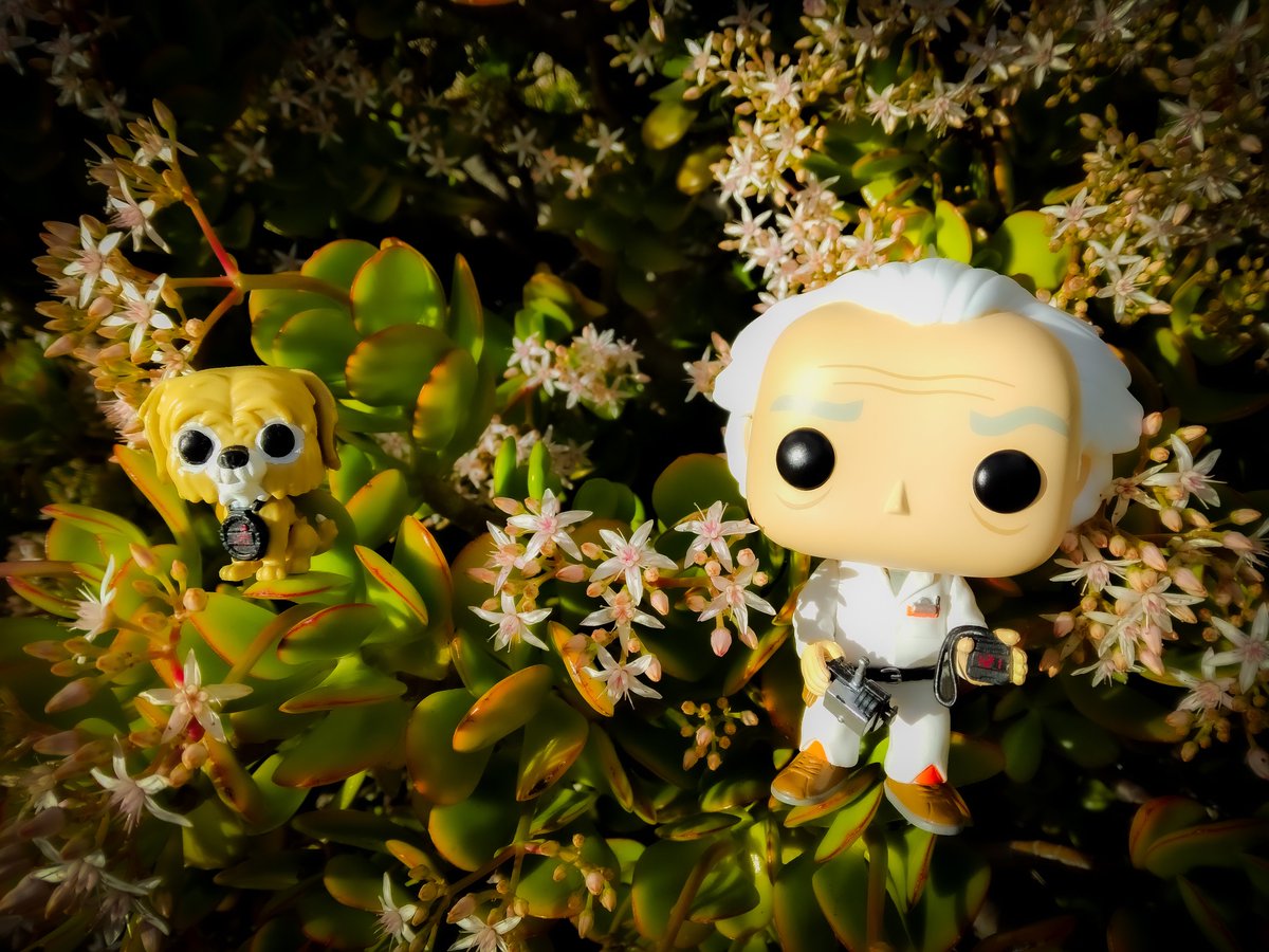 blindboxbabe's tweet photo. Back to the Future, Einstein! #FunkoPhotoADayChallenge #movienight #FunkoPOP https://t.co/Wja12szWZ8