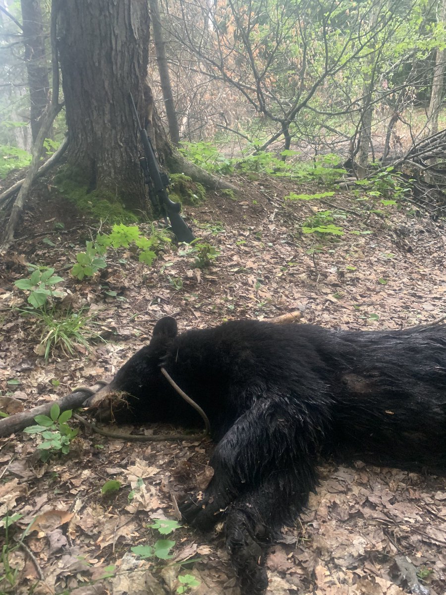 Two months of hard work finally paid off tonight, when I took this gorgeous Ontario black bear. I just wish I’d had help to drag it out and load it. #bearhunting #Ontario #TrentLakes