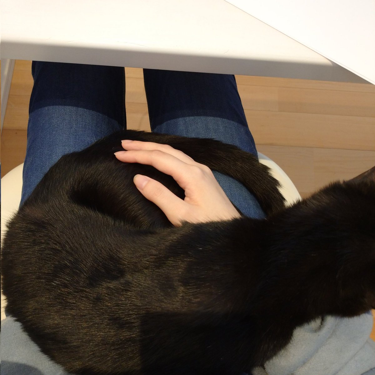 runa_B_'s tweet photo. ブリティッシュショートヘア、アビシニアン、ソマリ、の猫ちゃんがB型の確率が少し高いようです。
膝に乗るのが大好きな甘えん坊でとても可愛い女の子です
#ブリーダー　#ブリティッシュショートヘア　#アビシニアン　#ソマリ　#保護猫　#黒猫　#B型猫　#ドナー探してます https://t.co/MHl7qijlIi