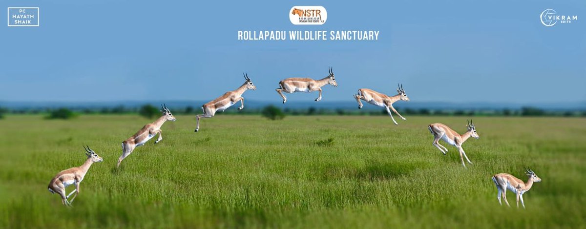Nagarjunasagar Srisailam Tiger Reserve (@nstr_tiger) on Twitter photo <a href="/nstr_tiger/">Nagarjunasagar Srisailam Tiger Reserve</a> #morning_vibes #goodmorning
Do not prove yourself just improve yourself.
Experiance the scintillating stotting (leaping) of the Black buck <a href="/nstr_tiger/">Nagarjunasagar Srisailam Tiger Reserve</a>
<a href="/prateepifs/">Prateep Kumar N IFS</a> <a href="/AP_Forest/">AP Forest Dept</a> <a href="/IfsSamrat/">Dr.Samrat Gowda IFS</a> <a href="/NandaniSalaria/">Nandani Salaria</a> @vikas_meena_ifs <a href="/IfsSitanshu/">Sitanshu Pandey IFS</a> <a href="/IFS_Vignesh/">Vignesh Appavu G IFS</a> <a href="/rishibha_singh/">Rishibha singh netam IFS</a> <a href="/nstr_tiger/">Nagarjunasagar Srisailam Tiger Reserve</a> #morning_vibes #goodmorning
Do not prove yourself just improve yourself.
Experiance the scintillating stotting (leaping) of the Black buck <a href="/nstr_tiger/">Nagarjunasagar Srisailam Tiger Reserve</a>
<a href="/prateepifs/">Prateep Kumar N IFS</a> <a href="/AP_Forest/">AP Forest Dept</a> <a href="/IfsSamrat/">Dr.Samrat Gowda IFS</a> <a href="/NandaniSalaria/">Nandani Salaria</a> @vikas_meena_ifs <a href="/IfsSitanshu/">Sitanshu Pandey IFS</a> <a href="/IFS_Vignesh/">Vignesh Appavu G IFS</a> <a href="/rishibha_singh/">Rishibha singh netam IFS</a>