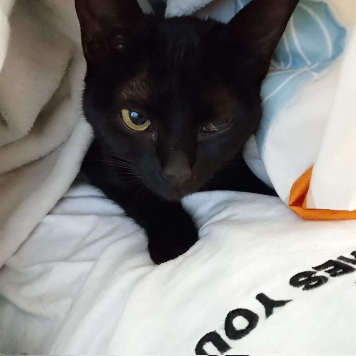 runa_B_'s tweet photo. ブリティッシュショートヘア、アビシニアン、ソマリ、の猫ちゃんがB型の確率が少し高いようです。
膝に乗るのが大好きな甘えん坊でとても可愛い女の子です
#ブリーダー　#ブリティッシュショートヘア　#アビシニアン　#ソマリ　#保護猫　#黒猫　#B型猫　#ドナー探してます https://t.co/MHl7qijlIi