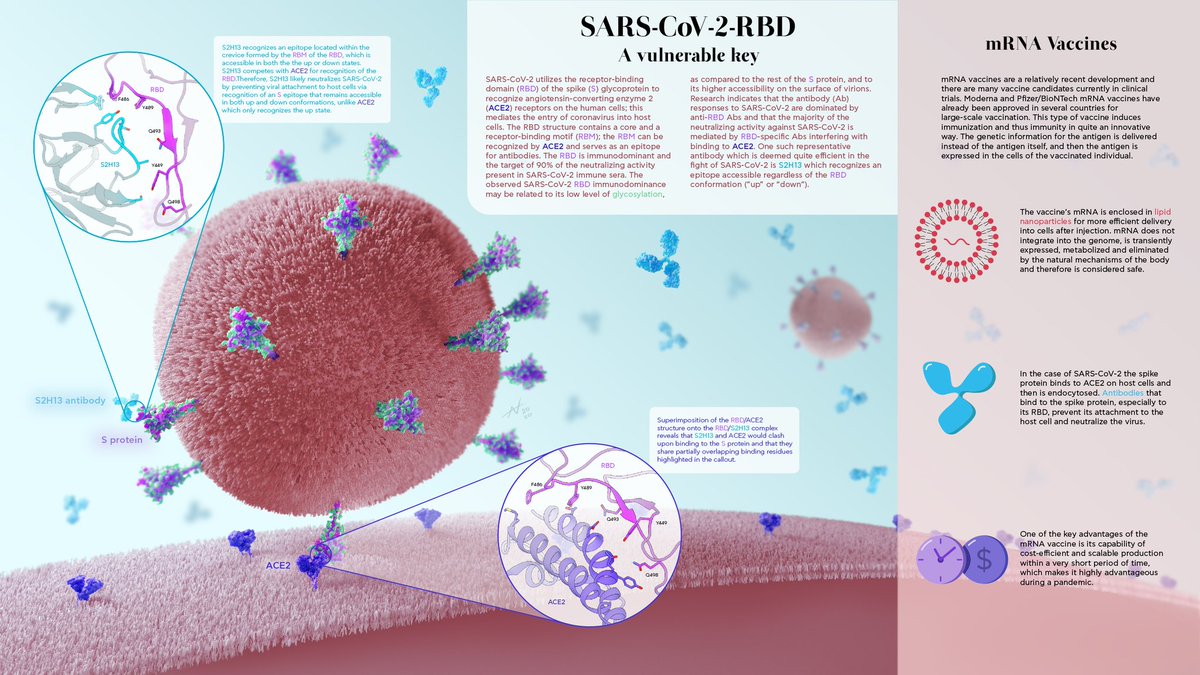 AlexNazlidis's tweet photo. @iamscicomm Hi, I'm Alex and I'm am a biomedical animator &amp; designer. Currently, I work as a medical animator for a company offering medical education resources but also do freelance on the side. With a background in Molecular Biology, I absolutely love visualizing the invisible world! https://t.co/tcOyZwZqEo