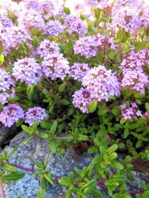 Cocolo ロハスプラザ おはようございます 今日の誕生花はタイム です 料理やクラスト材料から観賞用まで多くの種類があるシソ科のハーブです お誕生日の皆さん おめでとうございます タイムの花言葉は 勇気 活動力 です 新しい世界が広がる一年に