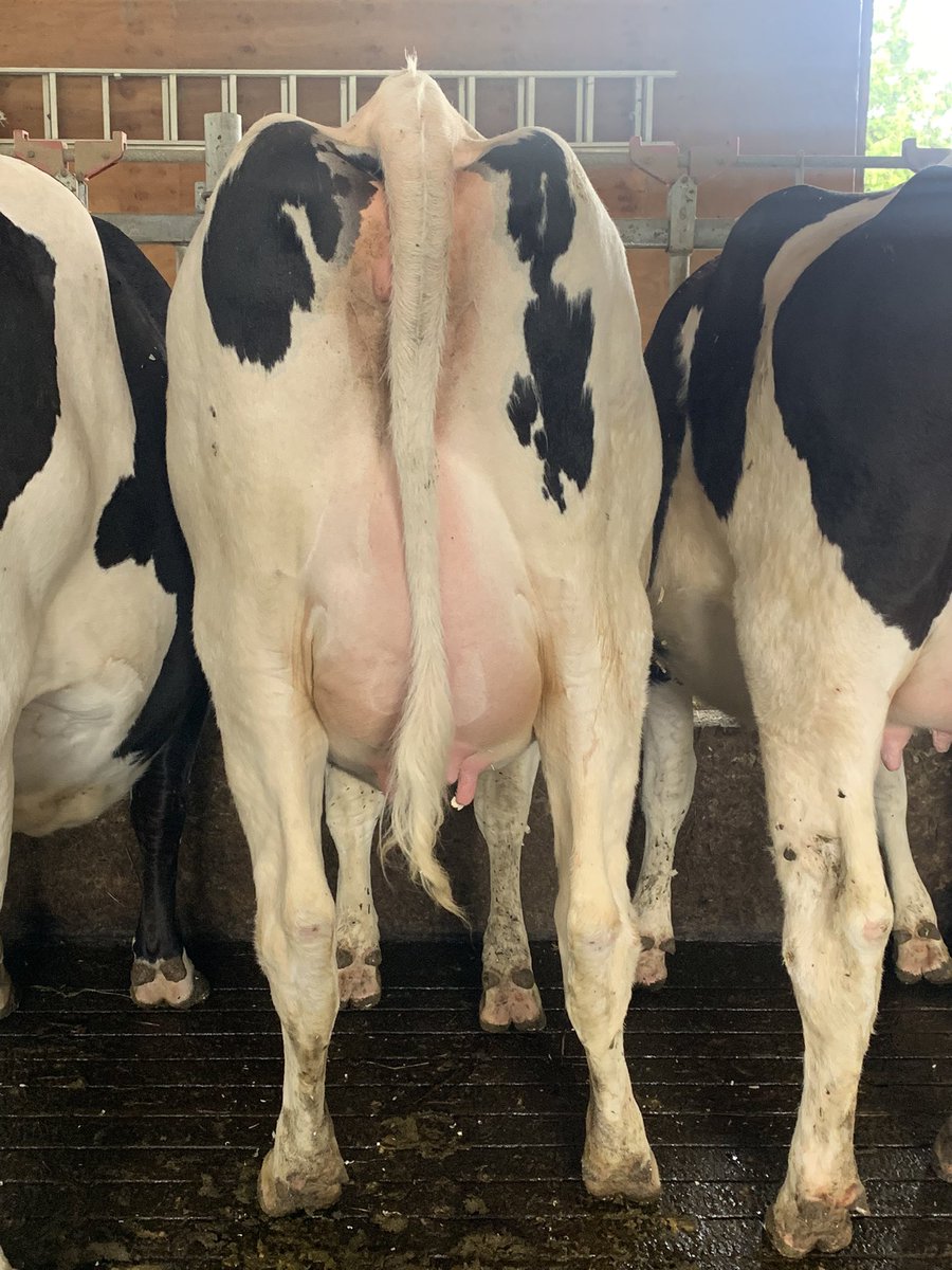 My first Mirand PP is bagging up we are going to kill it with this one ! #width