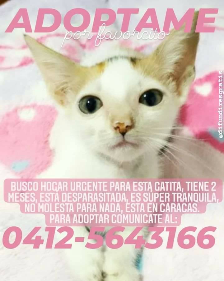 PerroUsuario's tweet photo. Esta preciosa 🐈 #BuscaHogarResponsable CARACAS https://t.co/fLdBruHDU6