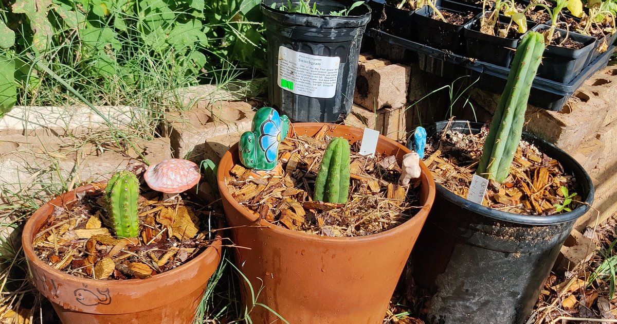 orb_weaving's tweet photo. My San Pedro cacti are doing very well! KK919 is growing very quickly, I recommend it for zone 8 or Texas growers #zone8 #zone8a #sanpedrocactus https://t.co/AbozVeqR1u