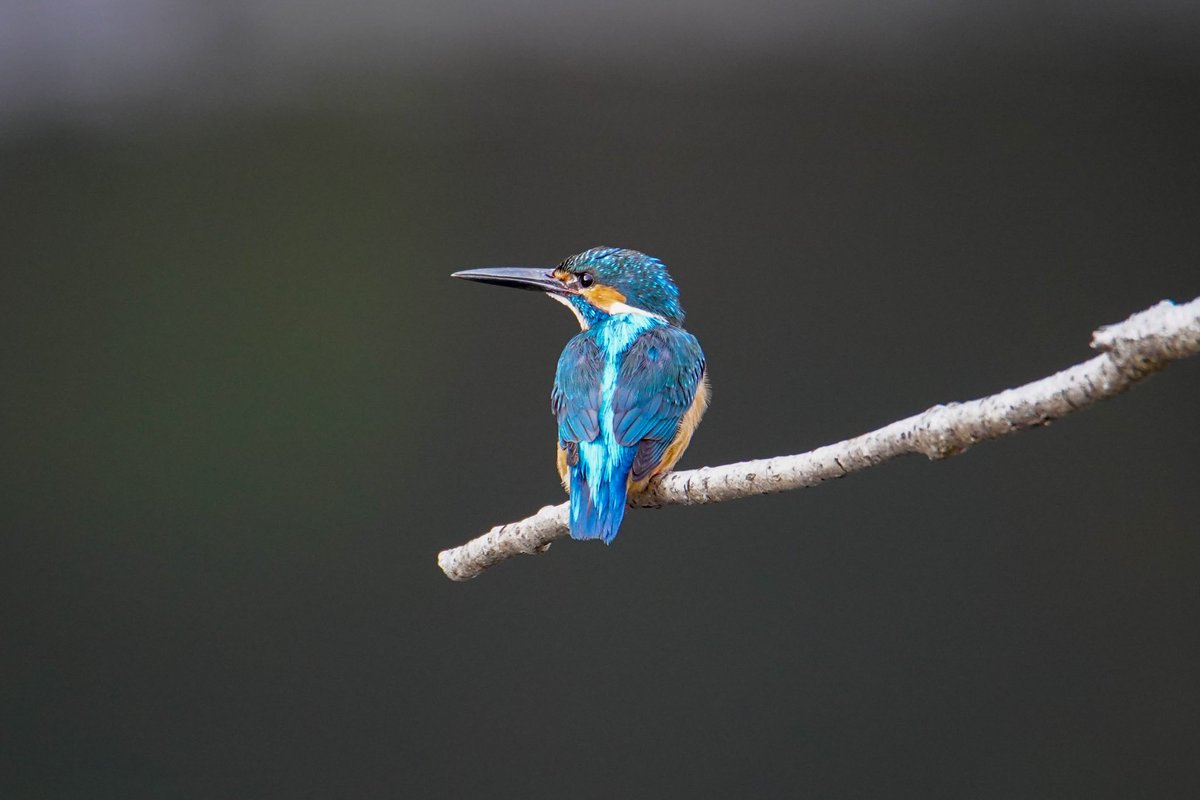 あるる tweet media