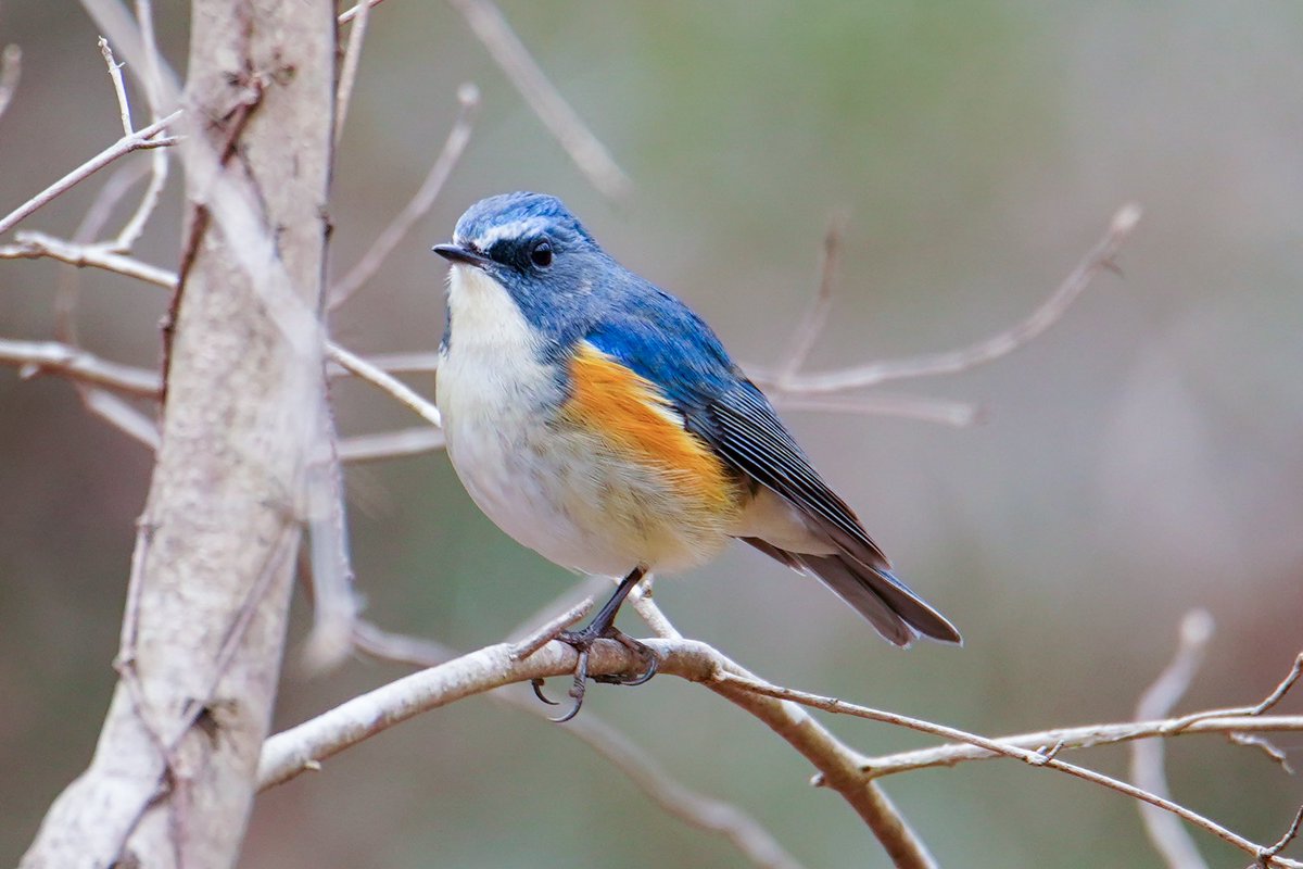 あるる tweet media