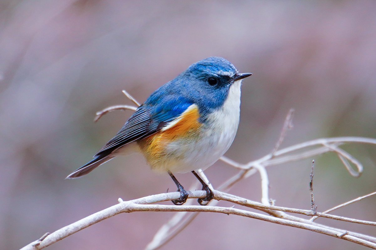 あるる tweet media