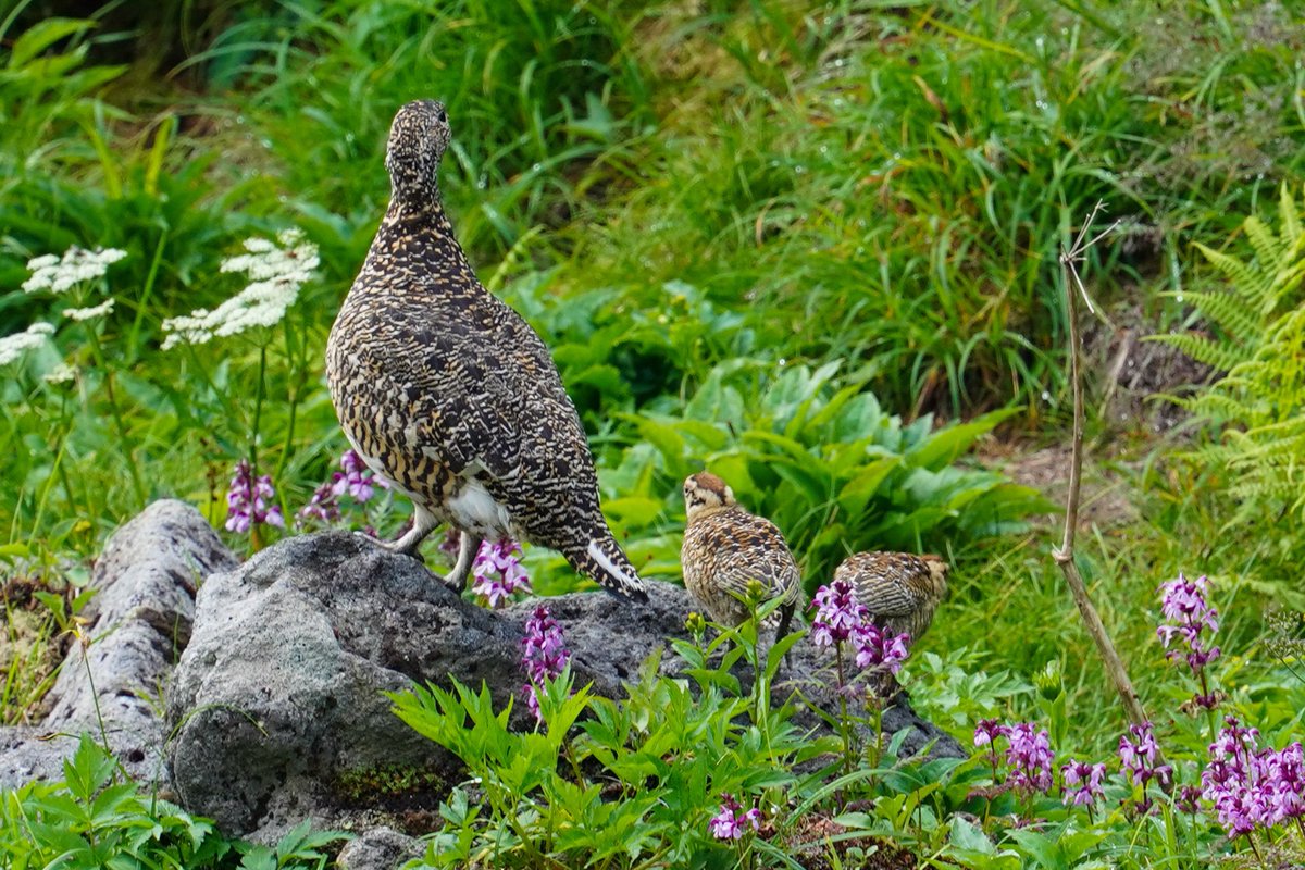 あるる tweet media